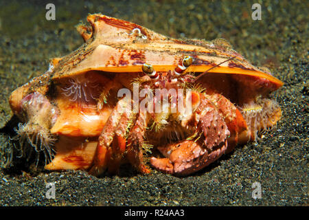 L'ermite de l'anémone (Dardanus pedunculatus) avec l'anémone Calliactis parasitica (parasites) sur sa coquille, Sulawesi, Indonésie Banque D'Images