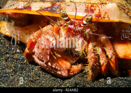 L'ermite de l'anémone (Dardanus pedunculatus) avec l'anémone Calliactis parasitica (parasites) sur sa coquille, Sulawesi, Indonésie Banque D'Images