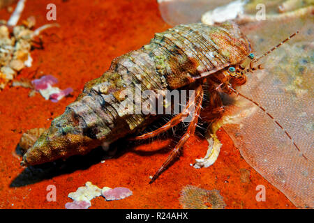 Gestreifter Felseneinsiedler (Pagurus anachoretus), Zante, Grèce | Rock rayée Ermite (Pagurus anachoreus), l'île de Zakynthos, Grèce Banque D'Images