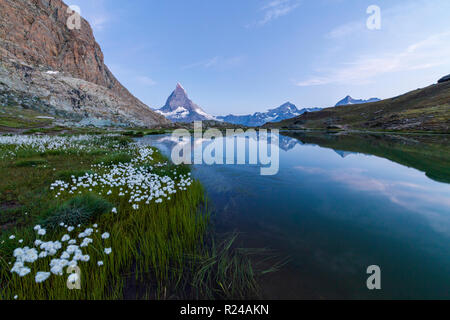 L'herbe de coton sur les rives du lac avec le Riffelsee en arrière-plan le Mont Cervin, Zermatt, Valais, Alpes Suisses, Suisse, Europe Banque D'Images