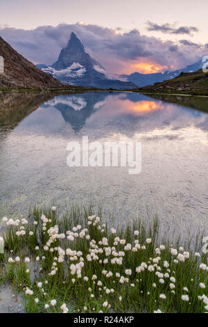 L'herbe de coton sur les rives du lac avec le Riffelsee en arrière-plan le Mont Cervin, Zermatt, Valais, Alpes Suisses, Suisse, Europe Banque D'Images