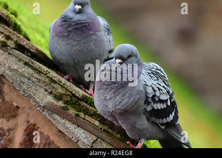 Les deux pigeons (Columba livia) perché sur un toit moussu Banque D'Images