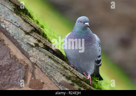 Portrait d'un comon pigeon (Columba livia) perché sur un toit moussu Banque D'Images