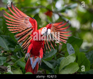 Ara rouge au Costa Rica Banque D'Images