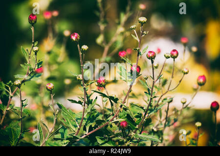 Bourgeons de lilas hardy jardin maman sur fond flou (Chrysanthemum morifolium) Banque D'Images