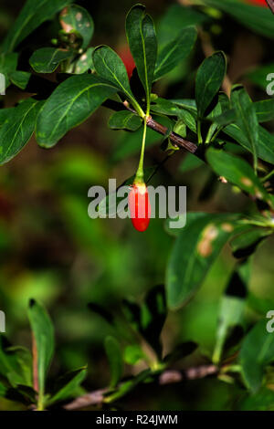 L'un venu de goji est suspendu à une branche (Lycium barbarum) Banque D'Images