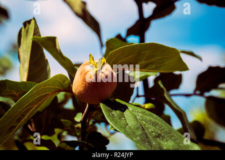 Maturation des fruits du cognassier (Cydonia oblonga) Banque D'Images