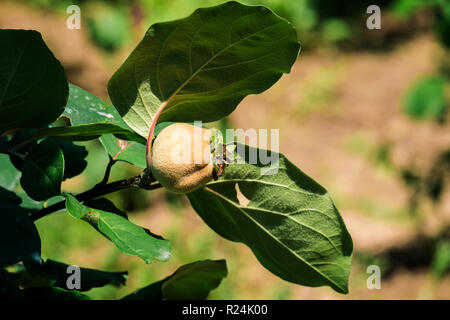 Maturation des fruits du cognassier (Cydonia oblonga) Banque D'Images