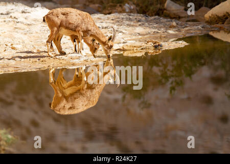 Le bouquetin de Nubie, un jeune garçon et sa mère de l'eau potable (Capra ibex nubiana), dans le désert du Néguev, Israël Banque D'Images