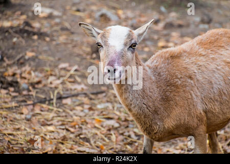 Portrait d'une jeune brebis mouflon (Ovis orientalis musimon) Banque D'Images