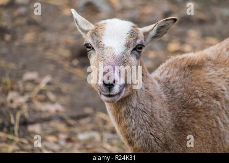 Portrait d'une jeune brebis mouflon (Ovis orientalis musimon) Banque D'Images