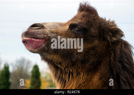 Tête de chameau de Bactriane en demi-visage (Camelus bactrianus) Banque D'Images