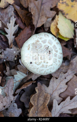 Faux Deathcap : Amanita citrina. Surrey, UK. Banque D'Images