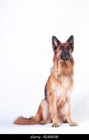 Portrait de chien berger allemand sur fond blanc au studio Banque D'Images