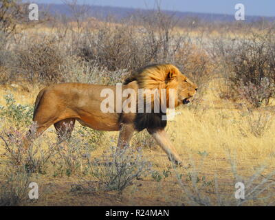 Lion mâle qui traverse la savane dans le parc national d'Etosha, Namibie, repéré au cours de l'auto route safari. Banque D'Images