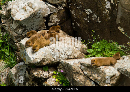 Famille de Rock Hyrax (Procavia capensis syriaca,) a photographié des hauteurs du Golan Banque D'Images