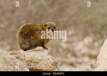 Rock Hyrax (Procavia capensis, syriaca) photographié en Israël, désert de Judée Banque D'Images