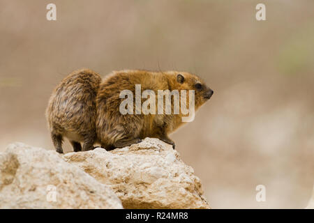 Rock Hyrax (Procavia capensis, syriaca) photographié en Israël, désert de Judée Banque D'Images