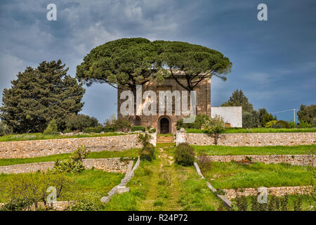 Pierre matures pines sur la villa près de Ostuni, Pouilles, Italie Banque D'Images