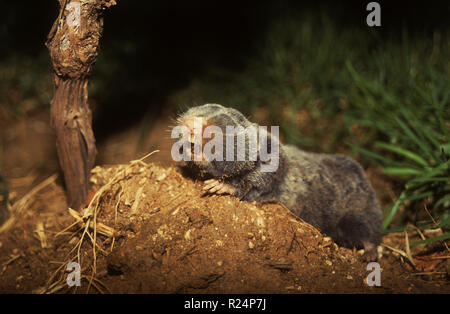 Moyen-orient rats-taupes aveugles ou de la Palestine (rats-taupes Spalax ehrenbergi) Banque D'Images