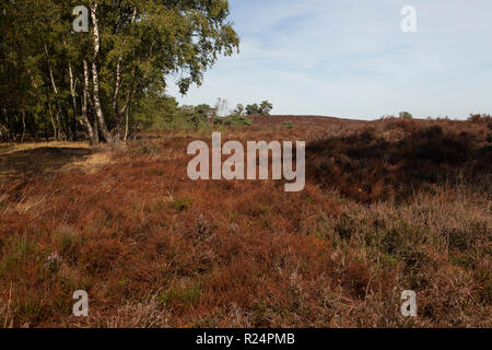 Withered heath en raison de l'été chaud et sec, le Parc National de Maasduinen, Limbourg, Pays-Bas Banque D'Images