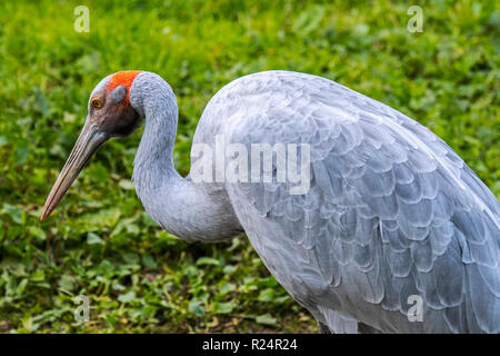 Brolga / compagnon / grue australienne indigène (Antigone rubicunda) originaire de l'Australie et la Nouvelle Guinée Banque D'Images