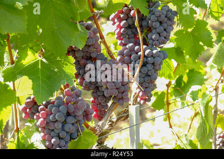 Sur le Grapevine Lemberg en Bade-Wurtemberg Banque D'Images