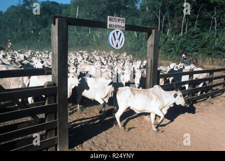 Gauchos à cheval conduire un troupeau de bétail à travers un objectif. L'enregistrement (autour de 1978). VW do Brasil, 80  % de la filiale du groupe Volkswagen en Allemagne, a été l'élevage des bovins d'exploitation 140 000 hectares sur une ferme dans le sud-est de l'état de Para depuis 1974. Du bétail Nelore, après la tétée, le corned-beef, viande congelée et extraits de viande à l'exportation vers la CE, les États-Unis et le Moyen-Orient. Dans le monde d'utilisation | Banque D'Images