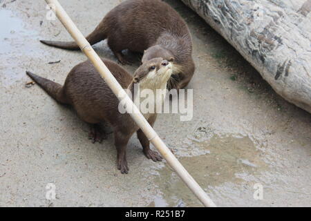 Chonburi, Thaïlande. Nov 8, 2018. La petite loutre asiatique griffes vu au centre de reproduction.120 espèces, soit 1005 animaux sont pris en charge, à la reproduction des oiseaux d'eau Pra Bang Centre situé dans la province de Chonburi en Thaïlande, après avoir été confisqué par les commerçants illégaux dans les aéroports, le centre est rapidement devenu l'accueil jusqu'à 68  % de la faune illégale, un nombre qui dépasse celle des oiseaux. Credit : Sharon Tshipa SOPA/Images/ZUMA/Alamy Fil Live News Banque D'Images