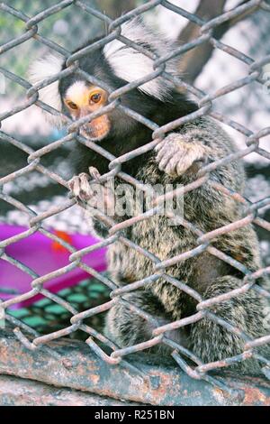 Chonburi, Thaïlande. Nov 8, 2018. L'ouistiti commun vu au centre de reproduction.120 espèces, soit 1005 animaux sont pris en charge, à la reproduction des oiseaux d'eau Pra Bang Centre situé dans la province de Chonburi en Thaïlande, après avoir été confisqué par les commerçants illégaux dans les aéroports, le centre est rapidement devenu l'accueil jusqu'à 68  % de la faune illégale, un nombre qui dépasse celle des oiseaux. Credit : Sharon Tshipa SOPA/Images/ZUMA/Alamy Fil Live News Banque D'Images