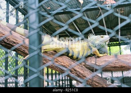 Chonburi, Thaïlande. Nov 8, 2018. L'aile vert Iguana voir au centre de reproduction.120 espèces, soit 1005 animaux sont pris en charge, à la reproduction des oiseaux d'eau Pra Bang Centre situé dans la province de Chonburi en Thaïlande, après avoir été confisqué par les commerçants illégaux dans les aéroports, le centre est rapidement devenu l'accueil jusqu'à 68  % de la faune illégale, un nombre qui dépasse celle des oiseaux. Credit : Sharon Tshipa SOPA/Images/ZUMA/Alamy Fil Live News Banque D'Images