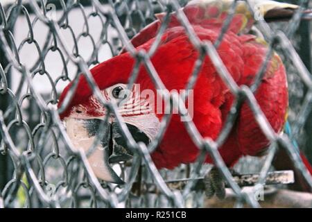 Chonburi, Thaïlande. Nov 8, 2018. Le green-winged macaw vu au centre de reproduction.120 espèces, soit 1005 animaux sont pris en charge, à la reproduction des oiseaux d'eau Pra Bang Centre situé dans la province de Chonburi en Thaïlande, après avoir été confisqué par les commerçants illégaux dans les aéroports, le centre est rapidement devenu l'accueil jusqu'à 68  % de la faune illégale, un nombre qui dépasse celle des oiseaux. Credit : Sharon Tshipa SOPA/Images/ZUMA/Alamy Fil Live News Banque D'Images