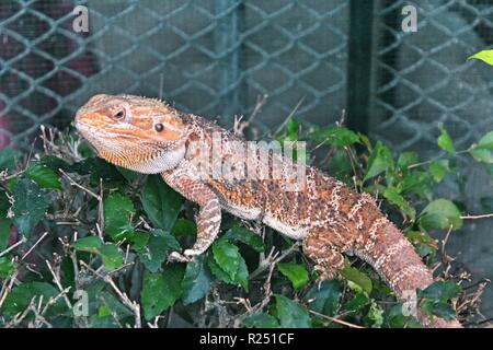 Chonburi, Thaïlande. Nov 8, 2018. Le dragon barbu vu au centre de reproduction.120 espèces, soit 1005 animaux sont pris en charge, à la reproduction des oiseaux d'eau Pra Bang Centre situé dans la province de Chonburi en Thaïlande, après avoir été confisqué par les commerçants illégaux dans les aéroports, le centre est rapidement devenu l'accueil jusqu'à 68  % de la faune illégale, un nombre qui dépasse celle des oiseaux. Credit : Sharon Tshipa SOPA/Images/ZUMA/Alamy Fil Live News Banque D'Images