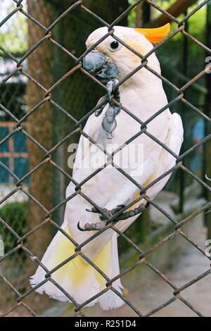 Chonburi, Thaïlande. Nov 8, 2018. Le cacatoès soufré sulfurique vu au centre de reproduction.120 espèces, soit 1005 animaux sont pris en charge, à la reproduction des oiseaux d'eau Pra Bang Centre situé dans la province de Chonburi en Thaïlande, après avoir été confisqué par les commerçants illégaux dans les aéroports, le centre est rapidement devenu l'accueil jusqu'à 68  % de la faune illégale, un nombre qui dépasse celle des oiseaux. Credit : Sharon Tshipa SOPA/Images/ZUMA/Alamy Fil Live News Banque D'Images