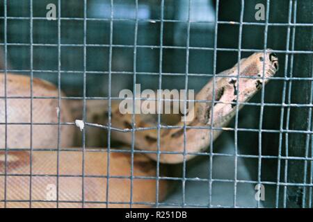 Chonburi, Thaïlande. Nov 8, 2018. Le boa constrictor vu au centre de reproduction.120 espèces, soit 1005 animaux sont pris en charge, à la reproduction des oiseaux d'eau Pra Bang Centre situé dans la province de Chonburi en Thaïlande, après avoir été confisqué par les commerçants illégaux dans les aéroports, le centre est rapidement devenu l'accueil jusqu'à 68  % de la faune illégale, un nombre qui dépasse celle des oiseaux. Credit : Sharon Tshipa SOPA/Images/ZUMA/Alamy Fil Live News Banque D'Images