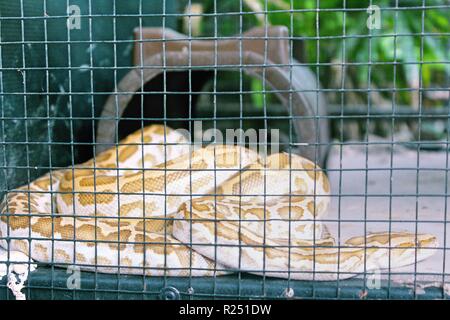 Chonburi, Thaïlande. Nov 8, 2018. Le python birman Hypo vu au centre de reproduction.120 espèces, soit 1005 animaux sont pris en charge, à la reproduction des oiseaux d'eau Pra Bang Centre situé dans la province de Chonburi en Thaïlande, après avoir été confisqué par les commerçants illégaux dans les aéroports, le centre est rapidement devenu l'accueil jusqu'à 68  % de la faune illégale, un nombre qui dépasse celle des oiseaux. Credit : Sharon Tshipa SOPA/Images/ZUMA/Alamy Fil Live News Banque D'Images