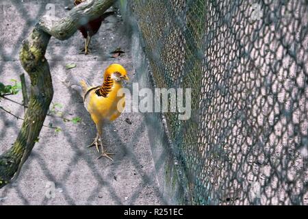 Chonburi, Thaïlande. Nov 8, 2018. Le faisan doré vu au centre de reproduction.120 espèces, soit 1005 animaux sont pris en charge, à la reproduction des oiseaux d'eau Pra Bang Centre situé dans la province de Chonburi en Thaïlande, après avoir été confisqué par les commerçants illégaux dans les aéroports, le centre est rapidement devenu l'accueil jusqu'à 68  % de la faune illégale, un nombre qui dépasse celle des oiseaux. Credit : Sharon Tshipa SOPA/Images/ZUMA/Alamy Fil Live News Banque D'Images