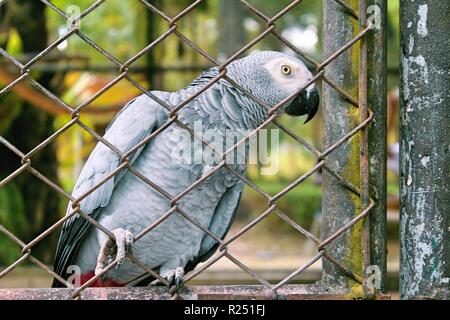 Chonburi, Thaïlande. Nov 8, 2018. Le perroquet gris d'Afrique Congo vu au centre de reproduction.120 espèces, soit 1005 animaux sont pris en charge, à la reproduction des oiseaux d'eau Pra Bang Centre situé dans la province de Chonburi en Thaïlande, après avoir été confisqué par les commerçants illégaux dans les aéroports, le centre est rapidement devenu l'accueil jusqu'à 68  % de la faune illégale, un nombre qui dépasse celle des oiseaux. Credit : Sharon Tshipa SOPA/Images/ZUMA/Alamy Fil Live News Banque D'Images