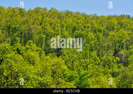 Forêt de printemps sur la montagne, près de Parthénon, Arkansas, États-Unis Banque D'Images