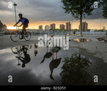 Londres, Angleterre, Royaume-Uni - 13 mai 2014 : Un cycliste rides passé une famille d'oies et oisons pagayer dans une flaque d'eau sur la rivière Thames Path à Battersea, nous Banque D'Images