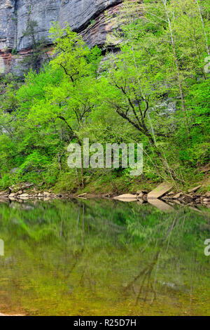 Rochers et arbres sur la rivière Buffalo près de Pruitt, Buffalo River Landing, Arkansas, États-Unis Banque D'Images