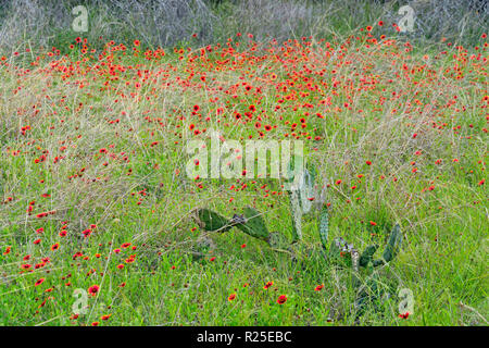 Hill Country wildflowers- Firewheel/couverture indienne avec l'herbe et cactus, Cypress Mill road à proximité de Johnson City, Texas, États-Unis Banque D'Images