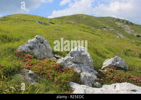Grand paysage de pâturages alpins de fleurs de laurier (rhododendron) sur le mont Kobariski Stol, les Alpes juliennes, le sentier Alpe Adria, le sentier Juliana, la Slovénie, l'Europe Banque D'Images