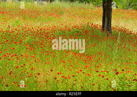 Couverture indienne/firewheel fleurs et arbres mesquite, Turquie Bend LCRA, Texas, États-Unis Banque D'Images