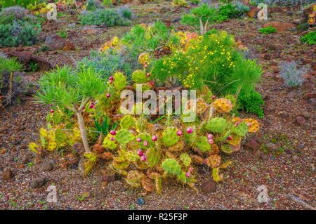 Cactus Brightful à Ténérife aux Canaries Banque D'Images