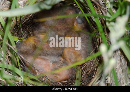 Red-winged Blackbird Agelaius phoeniceus, nid, avec les poussins Banque D'Images