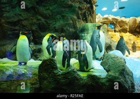 Grand Roi des pingouins dans le Loro Parque, Tenerife, Îles Canaries Banque D'Images