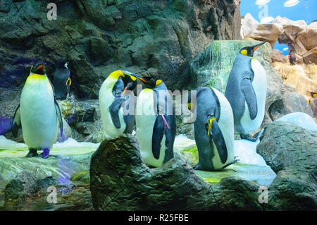 Grand Roi des pingouins dans le Loro Parque, Tenerife, Îles Canaries Banque D'Images