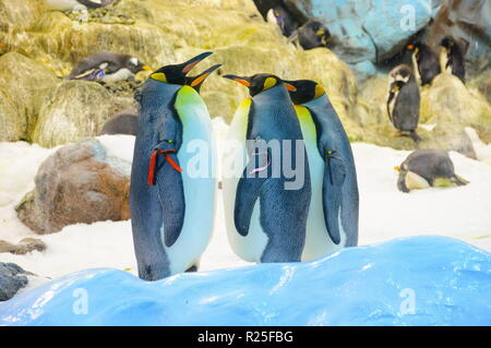 Grand Roi des pingouins dans le Loro Parque, Tenerife, Îles Canaries Banque D'Images