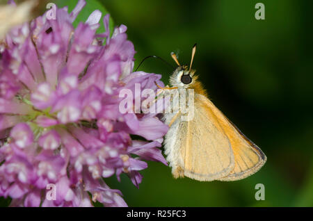 Thymelicus lineola l'Hespérie,,, sur le trèfle rouge Trifolium pratense Banque D'Images